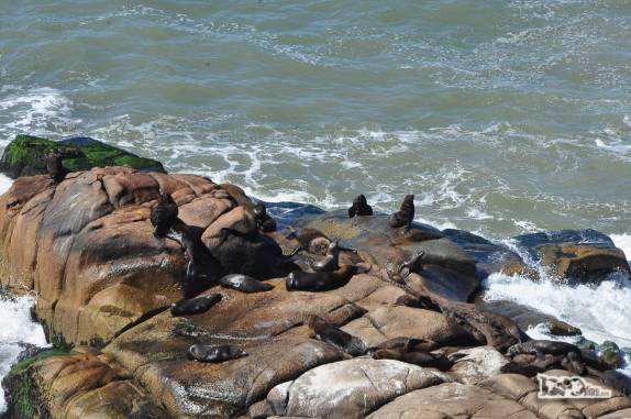 Lobos marinhos na encosta rochosa de Cabo Polonio, no litoral do Uruguai